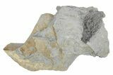 Fossil Crinoid (Cyathocrinites) - Monroe County, Indiana #231985-1